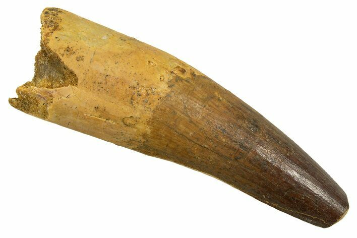 Real Fossil Spinosaurus Tooth - Beautiful Enamel #328043